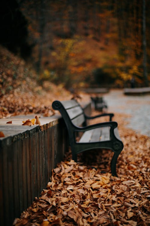 Free Black Wooden Bench on Brown Dried Leaves Stock Photo