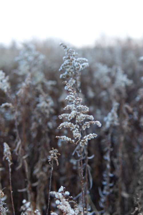 Close up of Snow on Plant