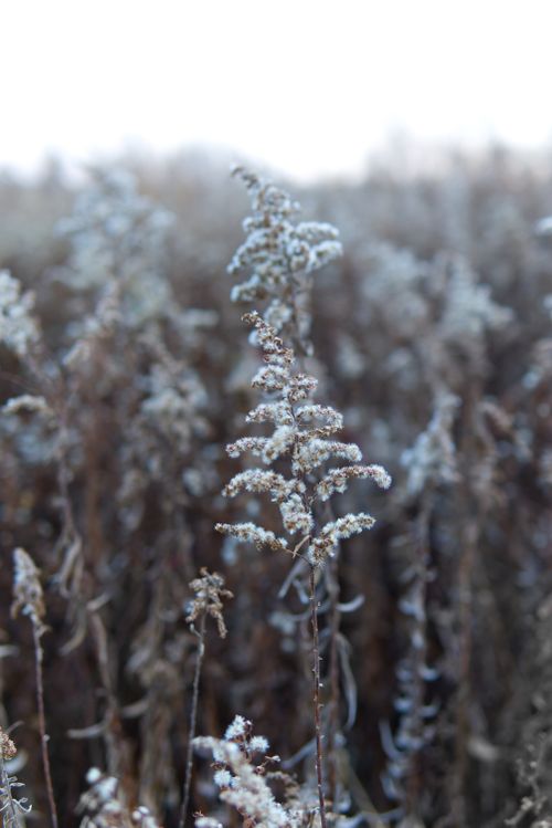 Free Close-up of frost-covered wild plants in a snowy winter field with soft natural lighting. Stock Photo