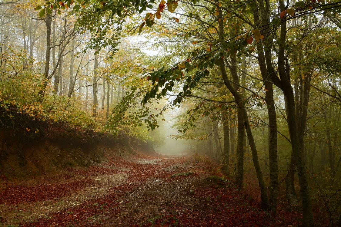 Footpath in a Foggy Forest · Free Stock Photo