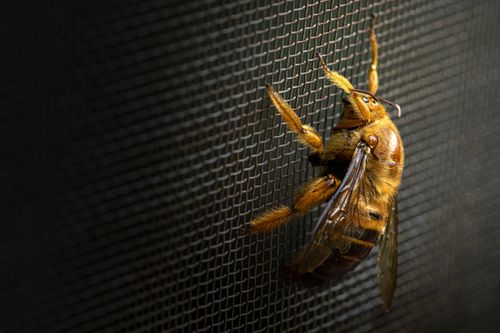 Free Close-up of a bee resting on a mesh in low light, highlighting its wings and texture. Stock Photo