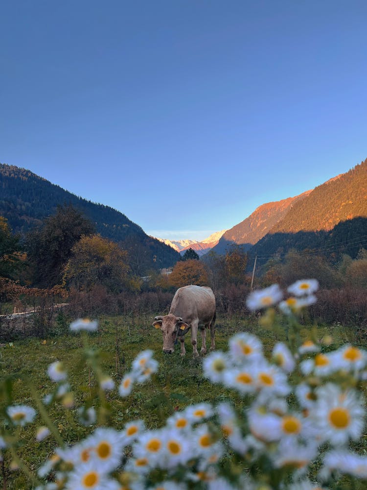 Cow Grazing In The Pasture