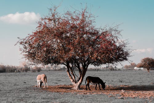 Donkeys standing under a tree