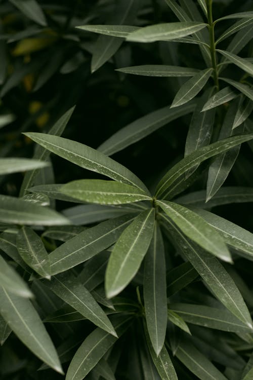 Green Leaves in Close Up Shot