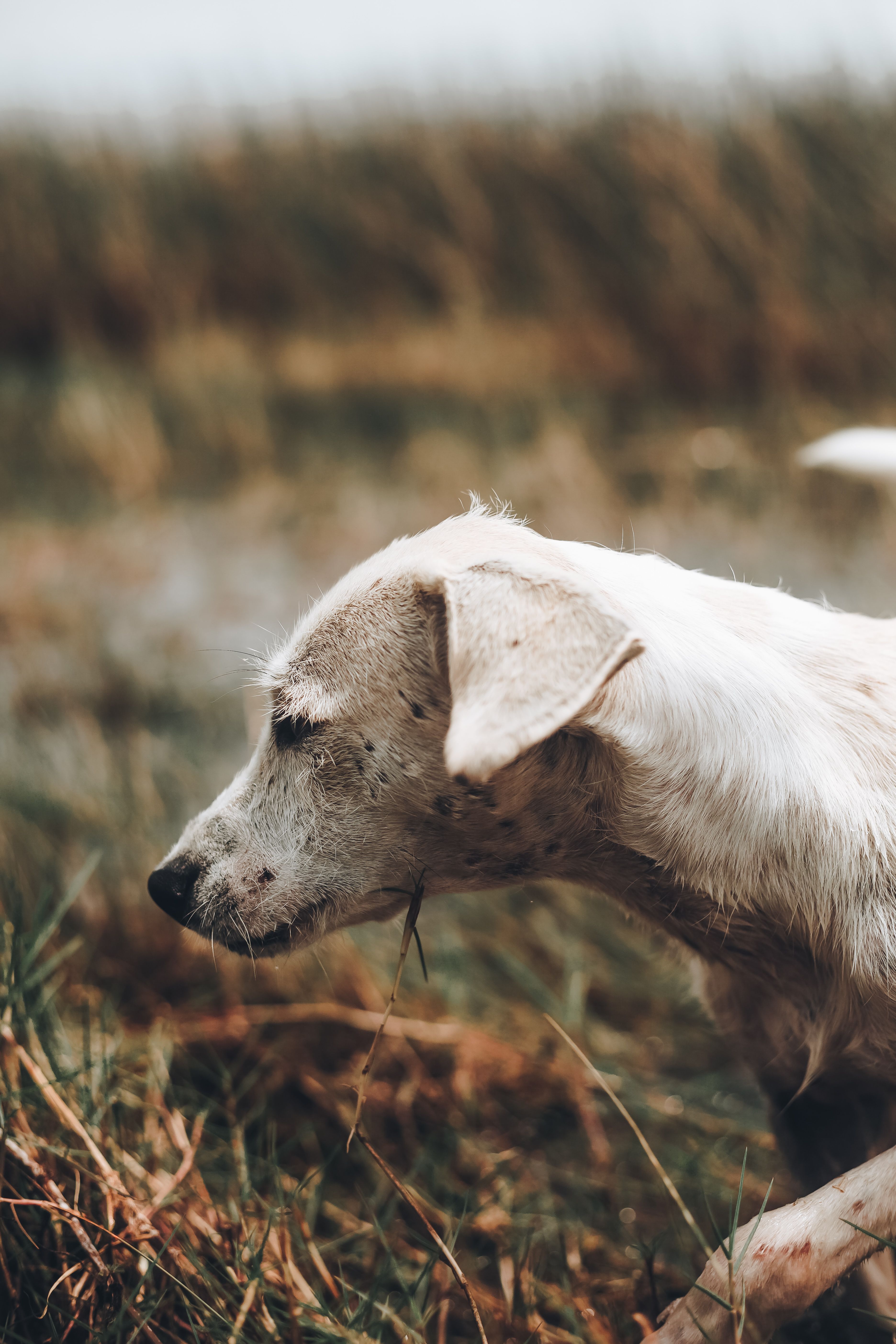 Close Up Photo of a Dog · Free Stock Photo