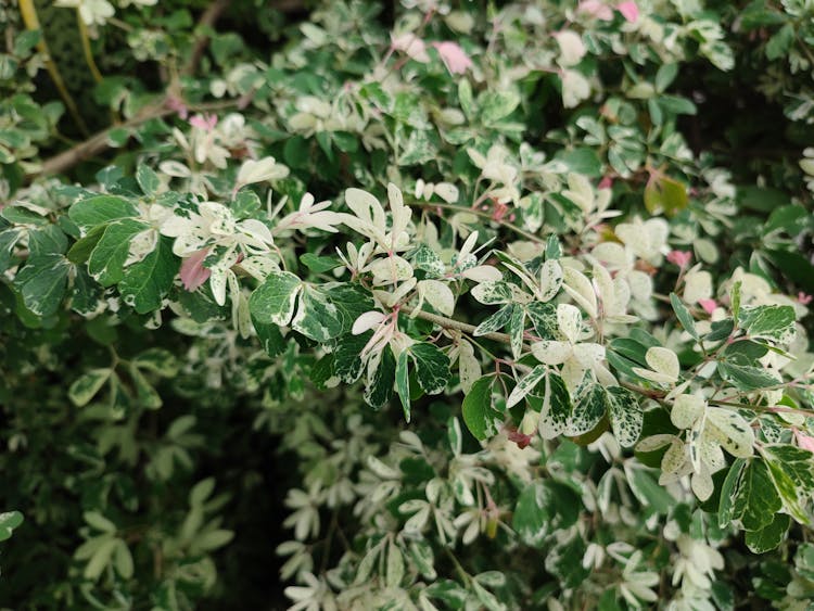 Green And White Leaf Plant