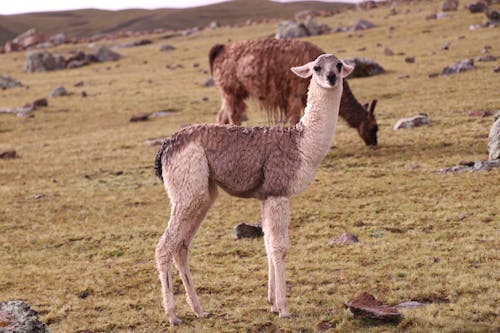 동물, 들판, 알파카의 무료 스톡 사진