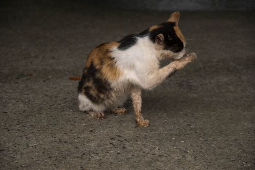 Free A calico cat sitting on a pavement, cleaning its paw with careful attention. Stock Photo