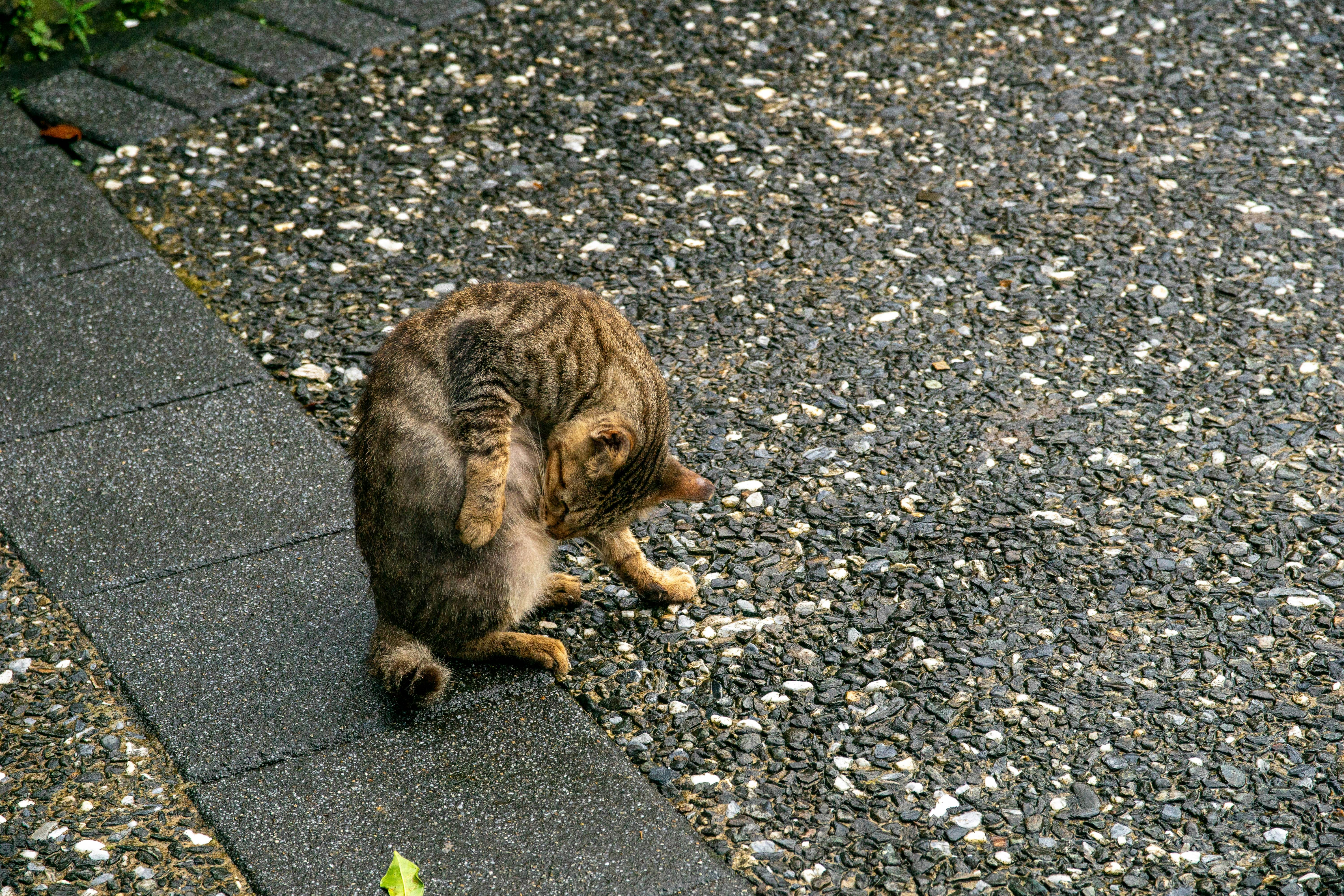Kočka se po hladění ihned čistí. Není to urážka, jde o její instinkt.