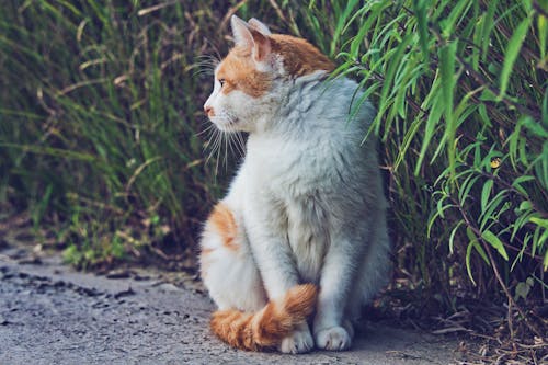 Безкоштовне стокове фото на тему «кішка, сидіння, трава»