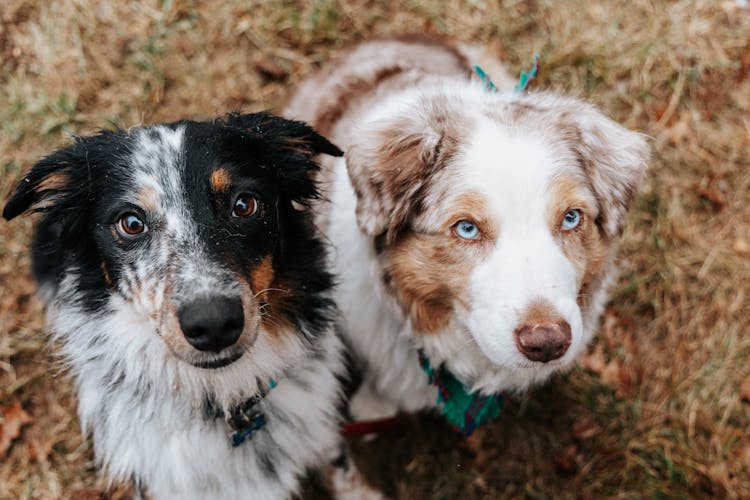 Close-Up Shot Of Dogs