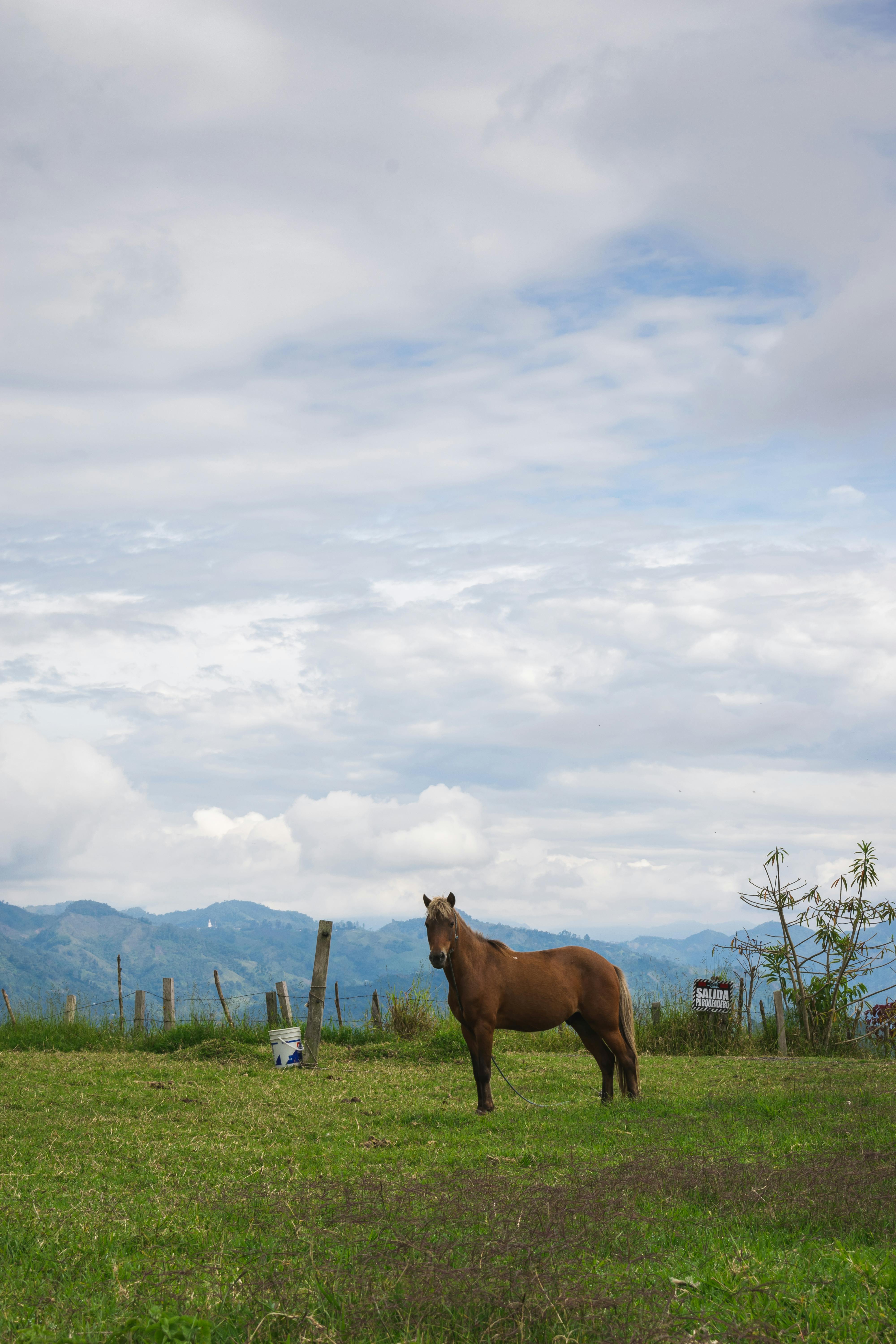 A solitary horse stands in a lush field under a cloudy sky in Tolima, Colombia.