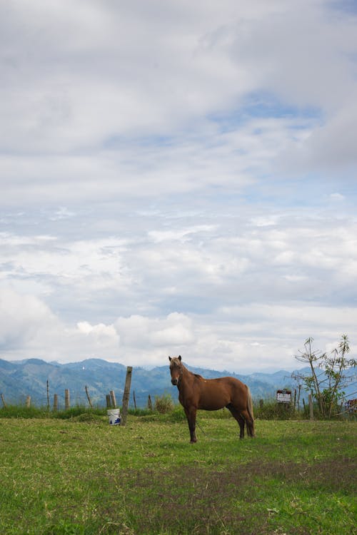 Photos gratuites de cheval, clairière, équin