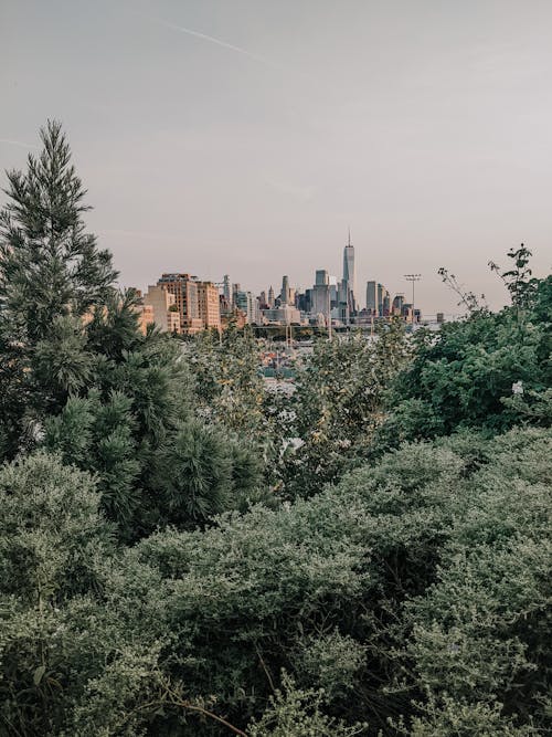 New York Skyscrapers behind Trees