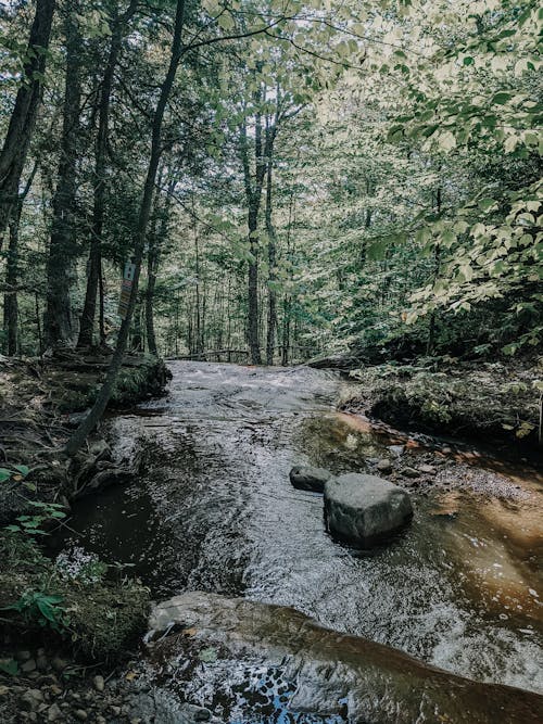 Gratis stockfoto met bladeren, bomen, bossen