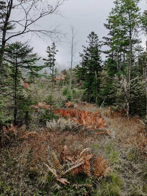 Gratis stockfoto met berg trillend op, bladeren, bomen