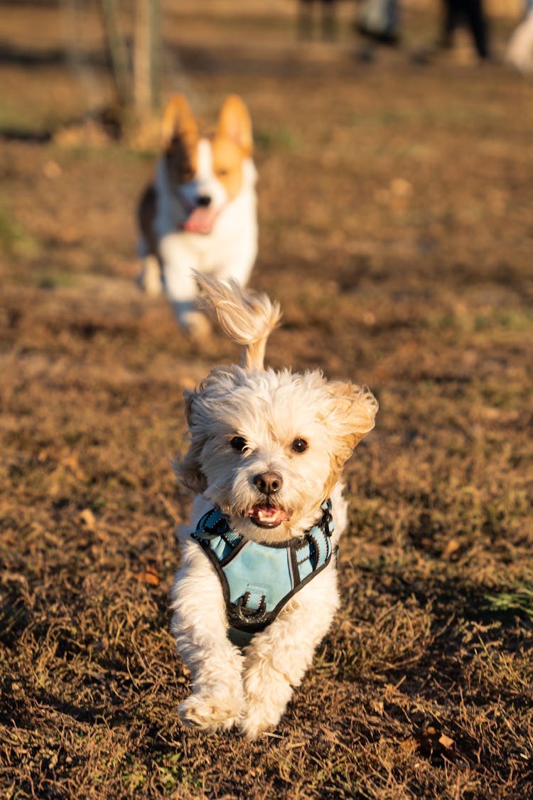 Photo Of Dogs Running