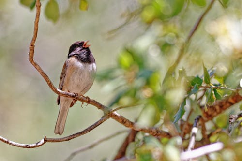 Close up of Chirping Sparrow