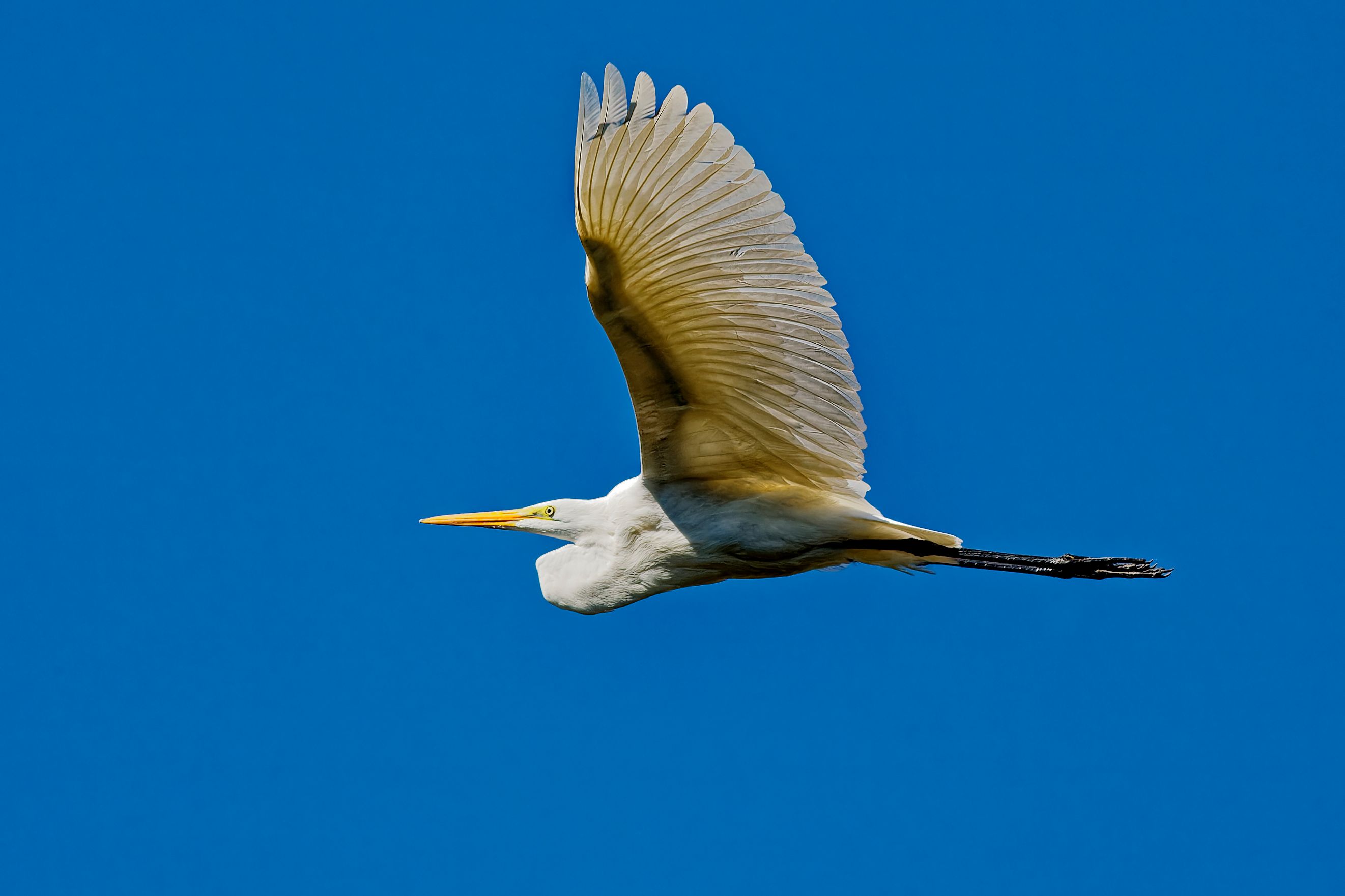 White Bird Flying Under Blue Sky · Free Stock Photo