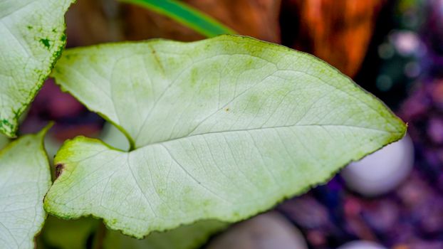 Close-Up Shot of a Green Leaf