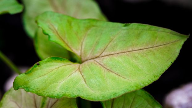 Close-Up Shot of a Green Leaf
