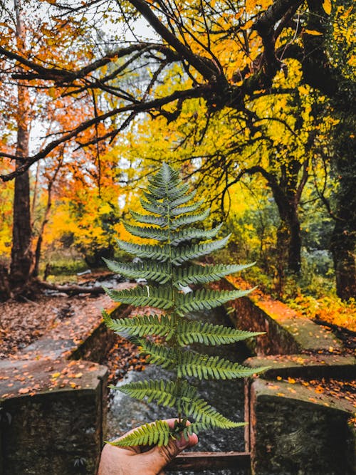 가을, 개울, 공원의 무료 스톡 사진
