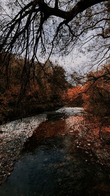 Fotomural Hermoso paisaje de otoño con un río tranquilo rodeado de follaje en otoño y ramas colgantes.