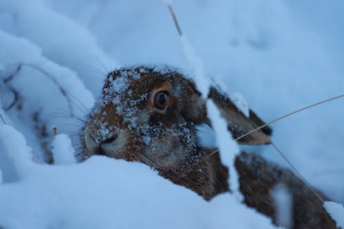 Rabbit Hiding in the Snow 