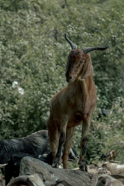 A goat with prominent horns stands proudly on a rock in a lush natural setting.
