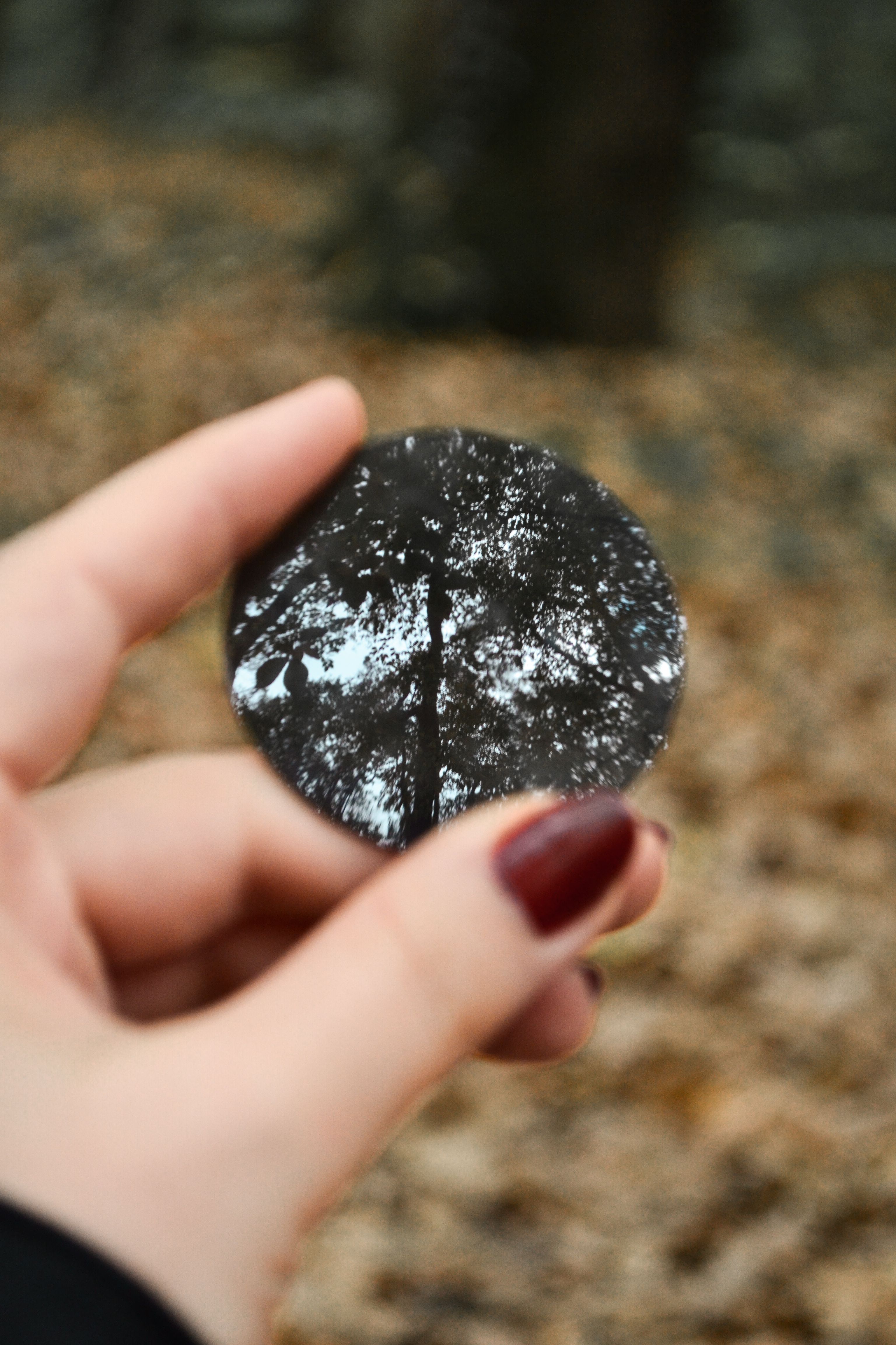 A hand holding a mirror reflecting a tree against a forest background, showcasing unique perspectives.