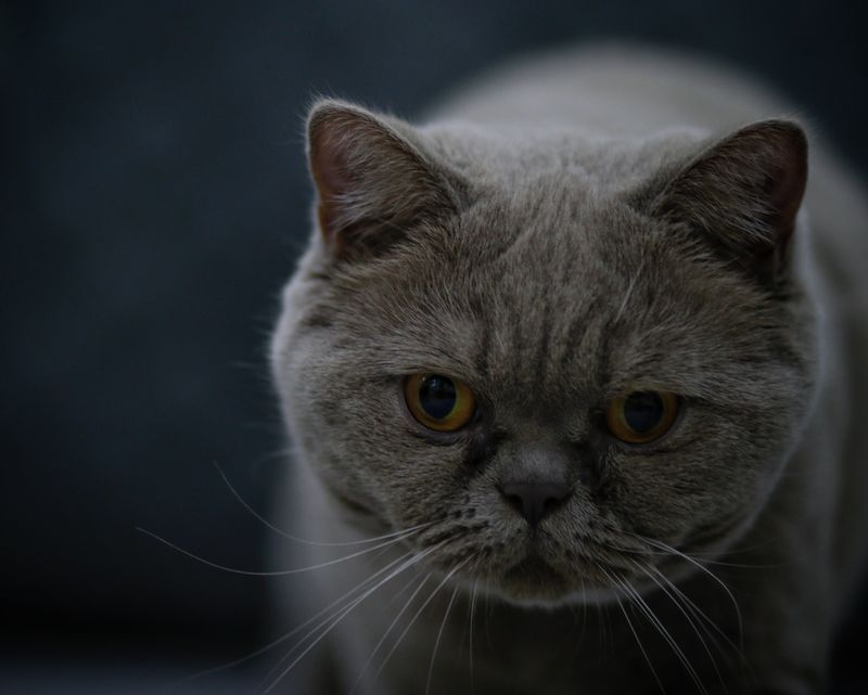 British Shorthair Cat Weight Chart and Breed Standards Guide