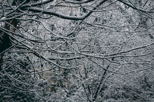 คลังภาพถ่ายฟรี ของ montmartre, ปารีส, ฤดูหนาว