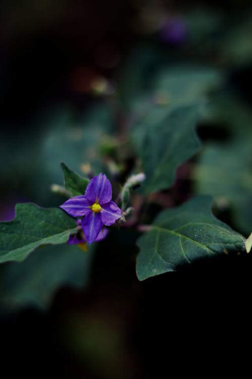 アートフラワー, 天使の息の花, 美しい花の無料の写真素材