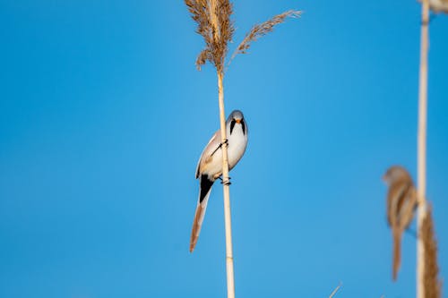 Fotobanka s bezplatnými fotkami na tému divočina, hřadování, selektívne zaostrenie