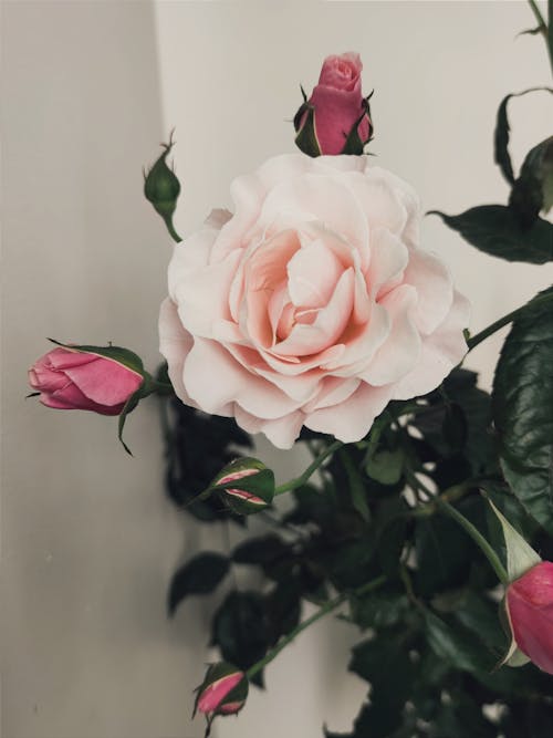 Immagine gratuita di avvicinamento, botanica, bouquet