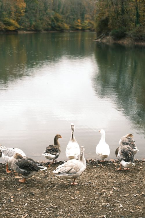 Fall Scenes Geese Ducks near Forest Lake · Free Stock Photo