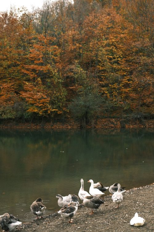 Fall Scenes Geese Ducks Near Body of Water and Trees · Free Stock Photo