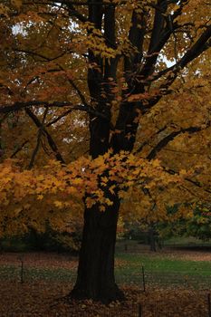 A beautiful maple tree showcasing vibrant orange and yellow leaves during fall in New York City.