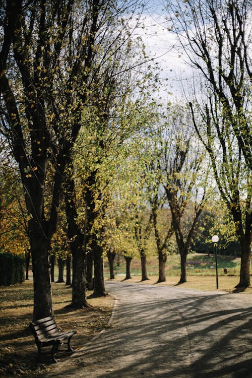 Imagine de stoc gratuită din arbori, copaci verzi, culoar