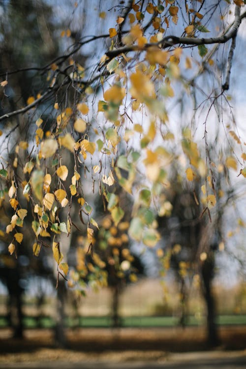 Kostnadsfri bild av löv, närbild, oskärpa