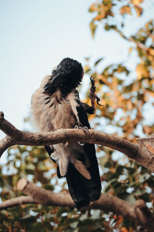 Free A crow meticulously preening while perched on a tree branch in Baku, Azerbaijan. Stock Photo