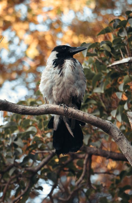 Free A hooded crow perched on a tree branch with an autumn-colored background in Baku, Azerbaijan. Stock Photo