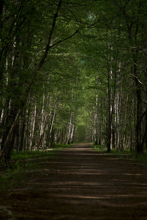 Imagine de stoc gratuită din arbori, cale, codru