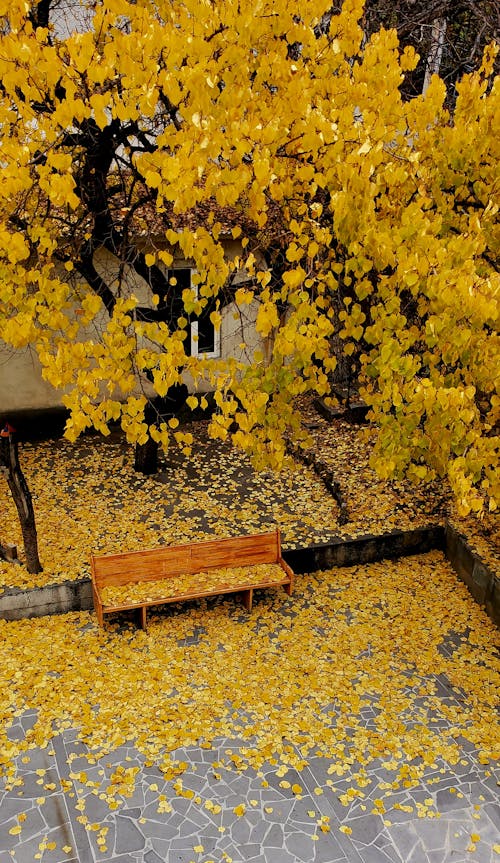 Fotos de stock gratuitas de Banco de madera, caer, hojas amarillas