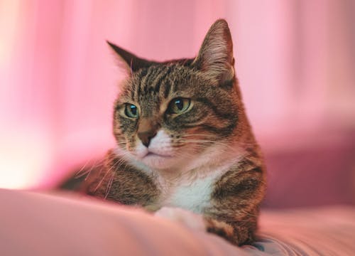 ネコ, ひげ, ぶち猫の無料の写真素材