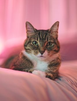 cat photo
