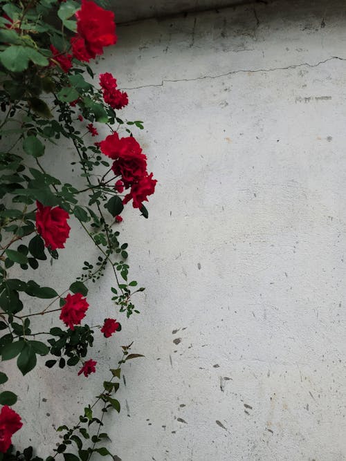 Gratis Foto stok gratis berkembang, bunga merah, dinding putih Foto Stok