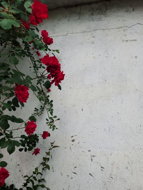 Red roses in full bloom contrast beautifully with a weathered white wall, creating a vibrant and artistic composition.