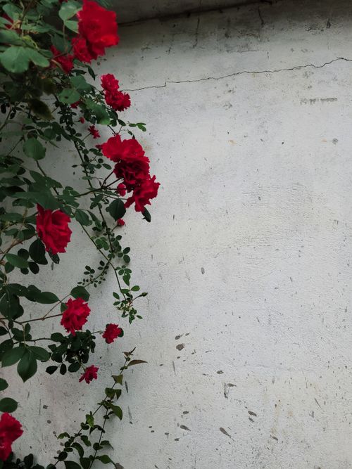 Free Red roses in full bloom contrast beautifully with a weathered white wall, creating a vibrant and artistic composition. Stock Photo