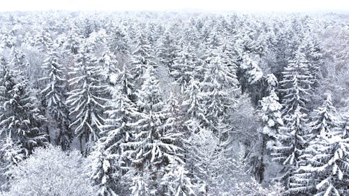 Aerial Photography of Trees Covered with Snow